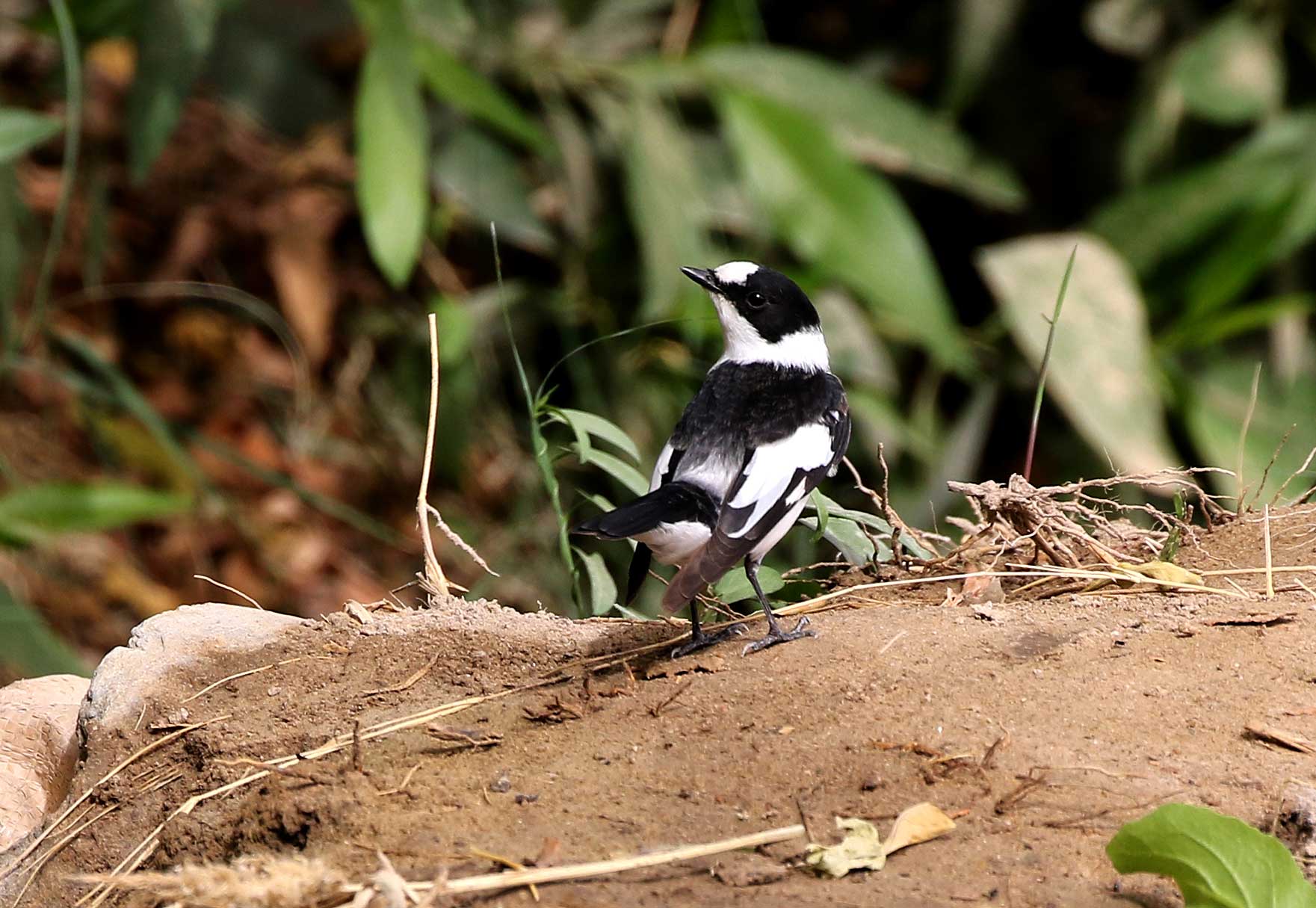 Collared Flycatcher Ficedula albicollis