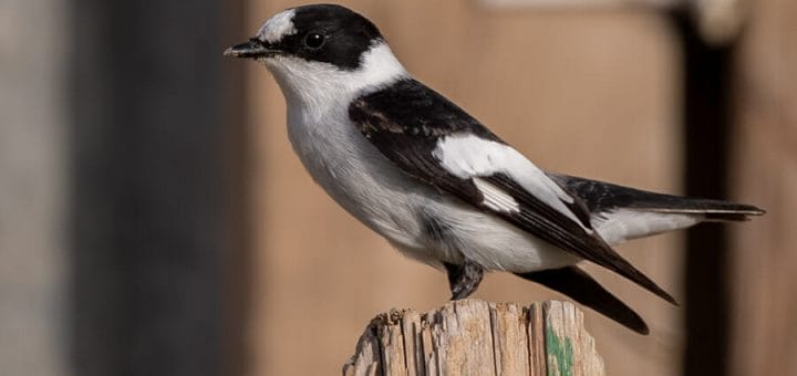 Collared Flycatcher perched on a log