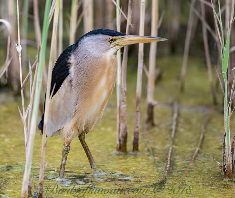 Little Bittern standing in water