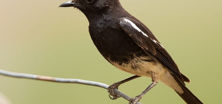 Pied Bush Chat perched on wire