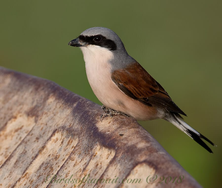 Red-backed Shrike perched on a single wheel trolley