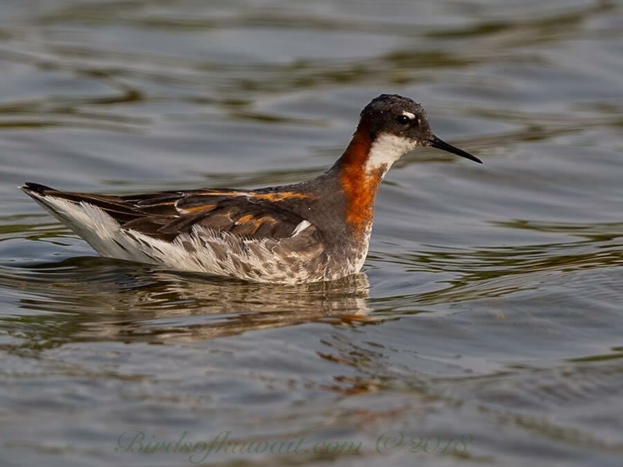 Red-necked Phalarope Phalaropus lobatus