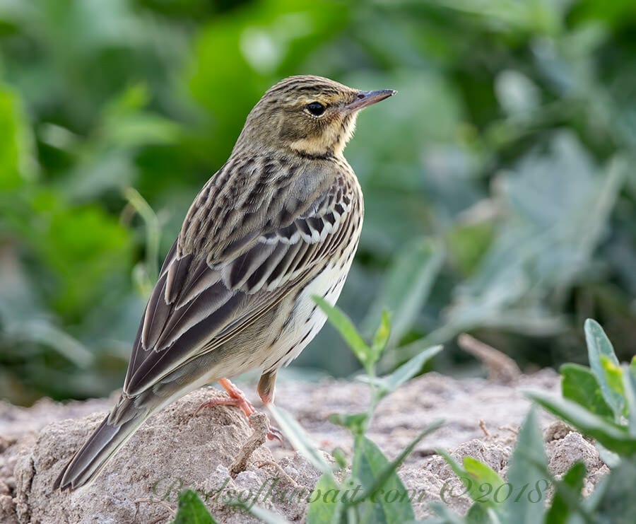 Tree Pipit perched on a mound