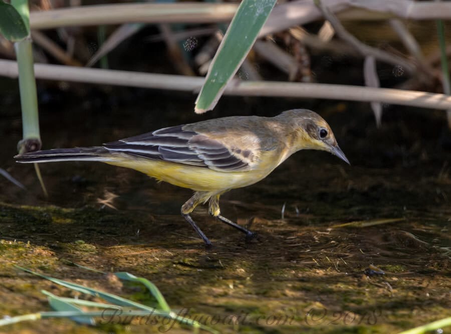 Citrine Wagtail Motacilla citreola 