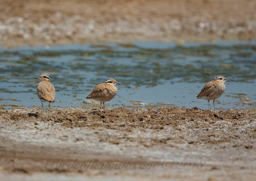 Cream-coloured Courser Cursorius cursor 