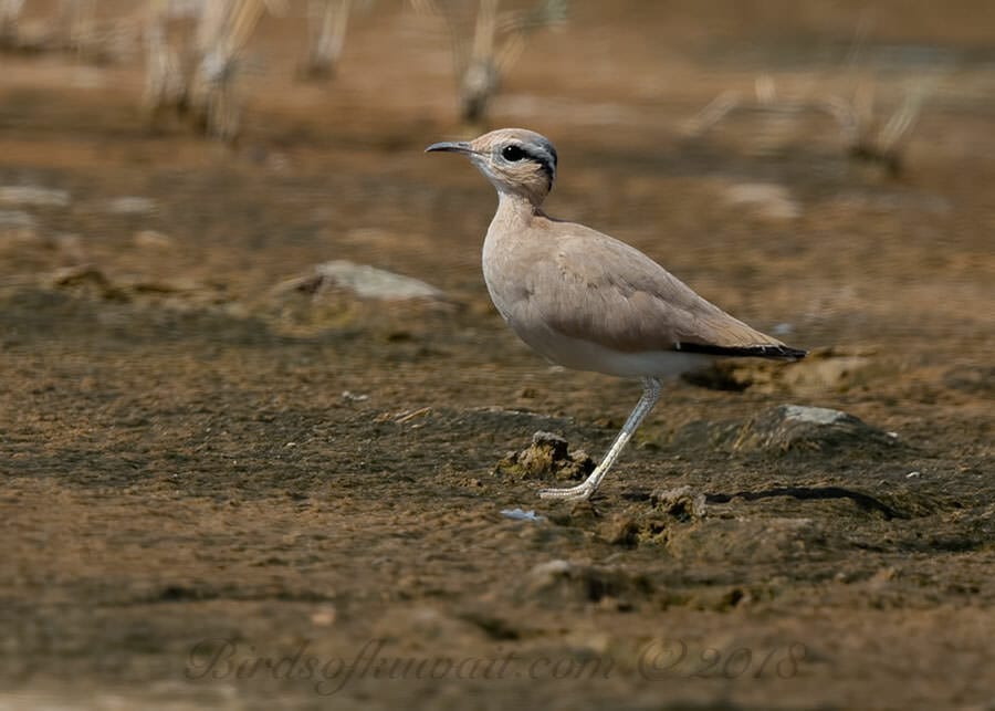 Cream-coloured Courser Cursorius cursor 