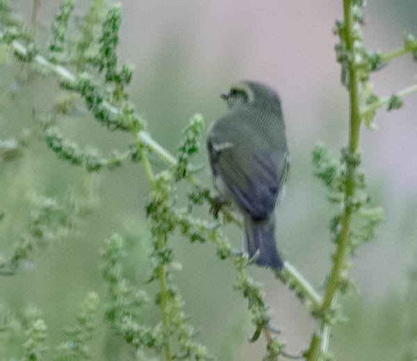 Green Warbler Phylloscopus nitidus 