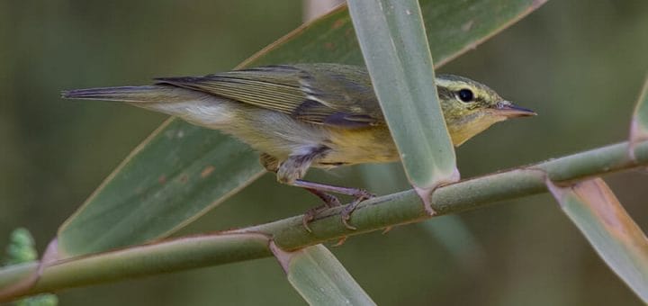 Green Warbler perched on a reedbed stem