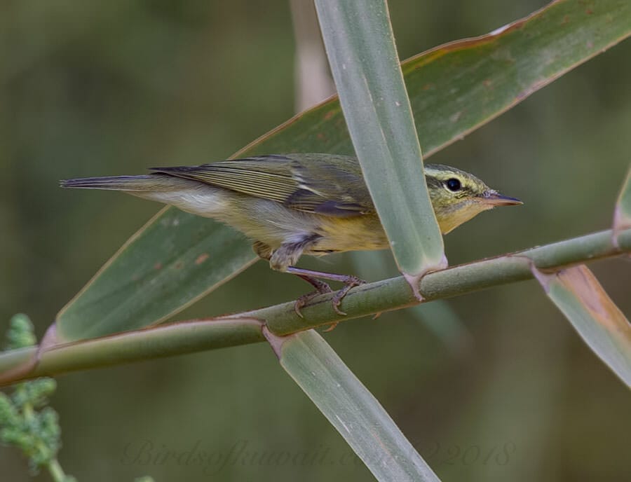 Green Warbler Phylloscopus nitidus