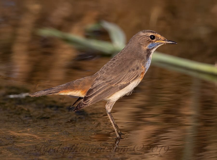 Red-spotted BluethroatLuscinia svecica 