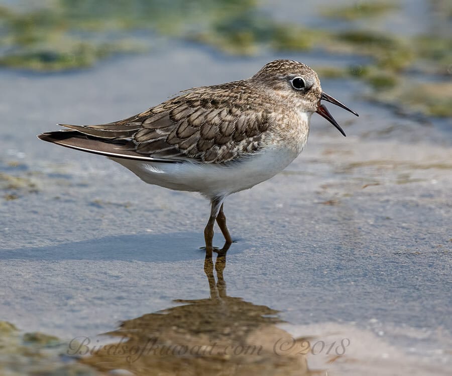 Temminck's Stint Calidris temminckii 