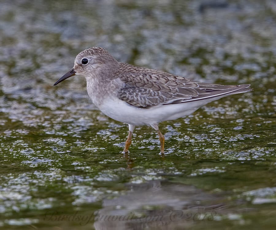 Temminck's Stint Calidris temminckii 