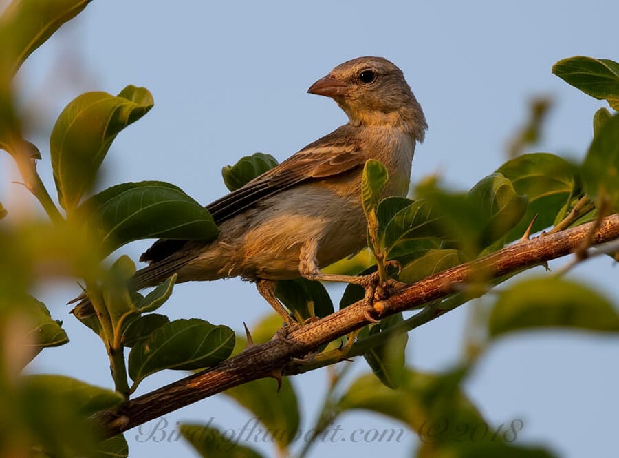 Yellow-throated Sparrow Gymnoris xanthocollis 