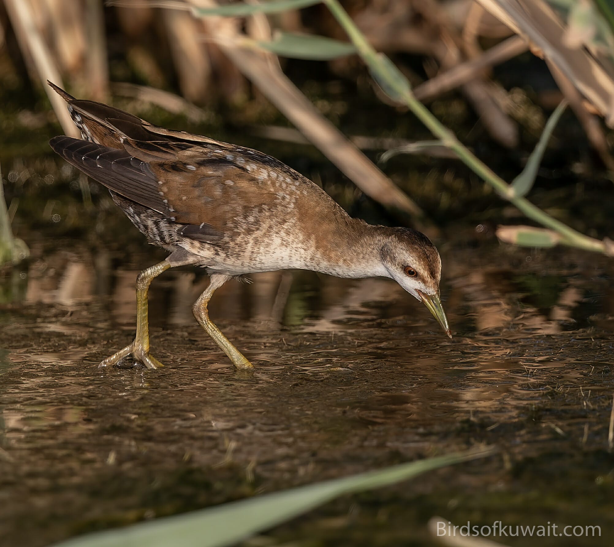 Little Crake Zapornia parva