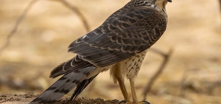Asian Shikra perched on ground