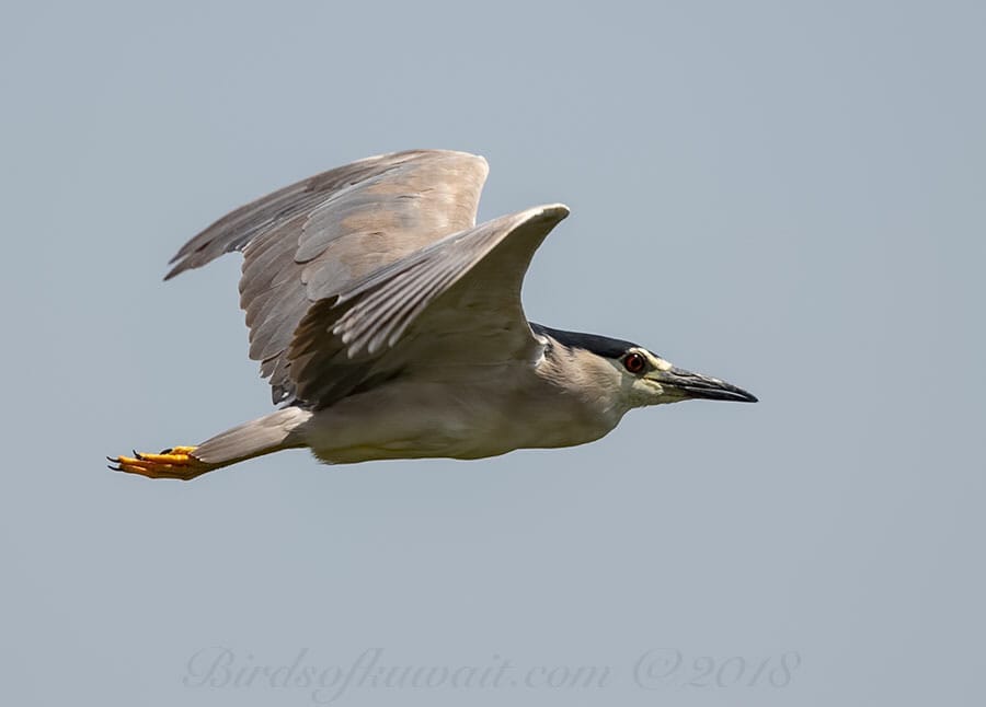 Black-crowned Night Heron Nycticorax nycticorax 