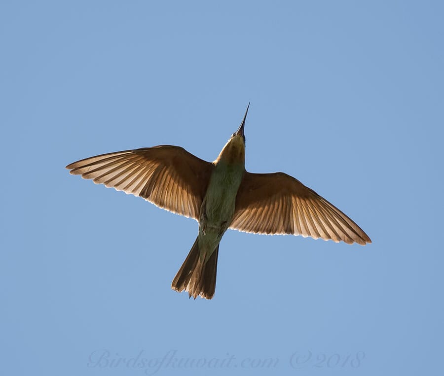 Blue-cheeked Bee-eater Merops persicus 