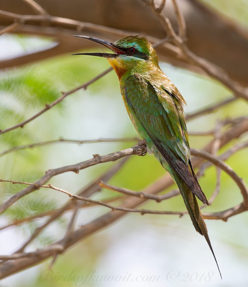 Blue-cheeked Bee-eater Merops persicus 