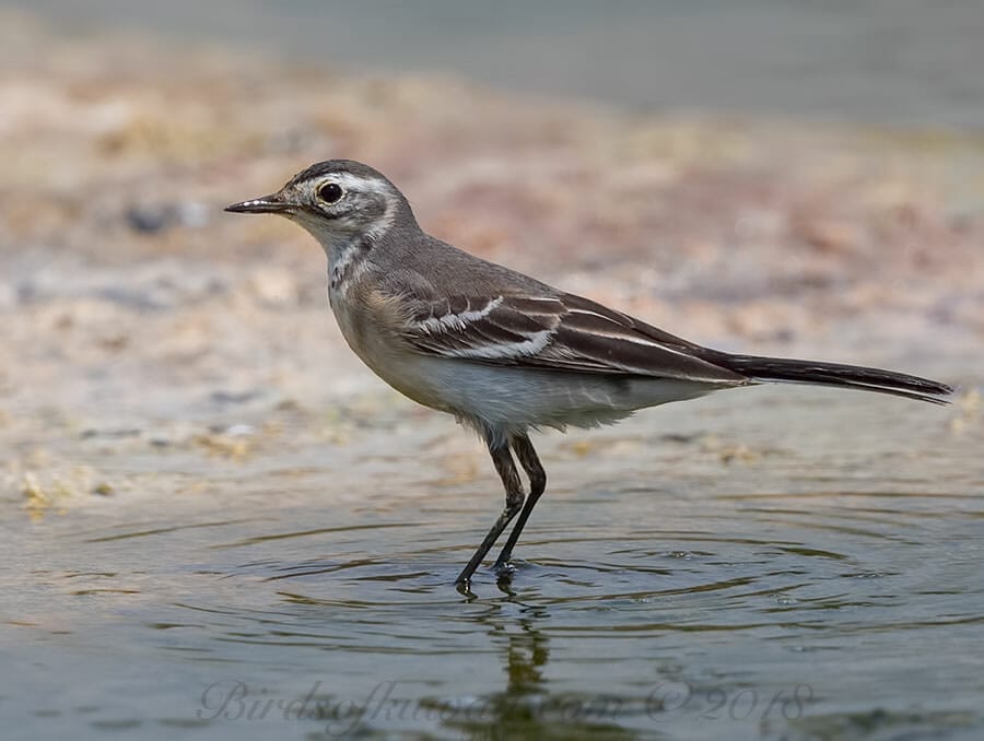 Citrine Wagtail Motacilla citreola 