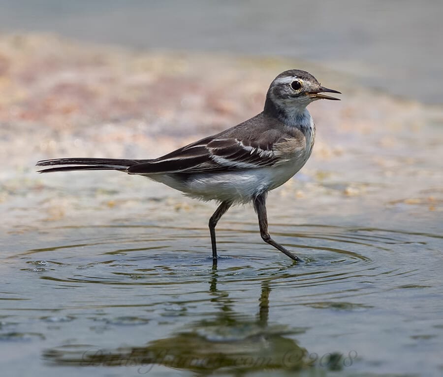 Citrine Wagtail Motacilla citreola 