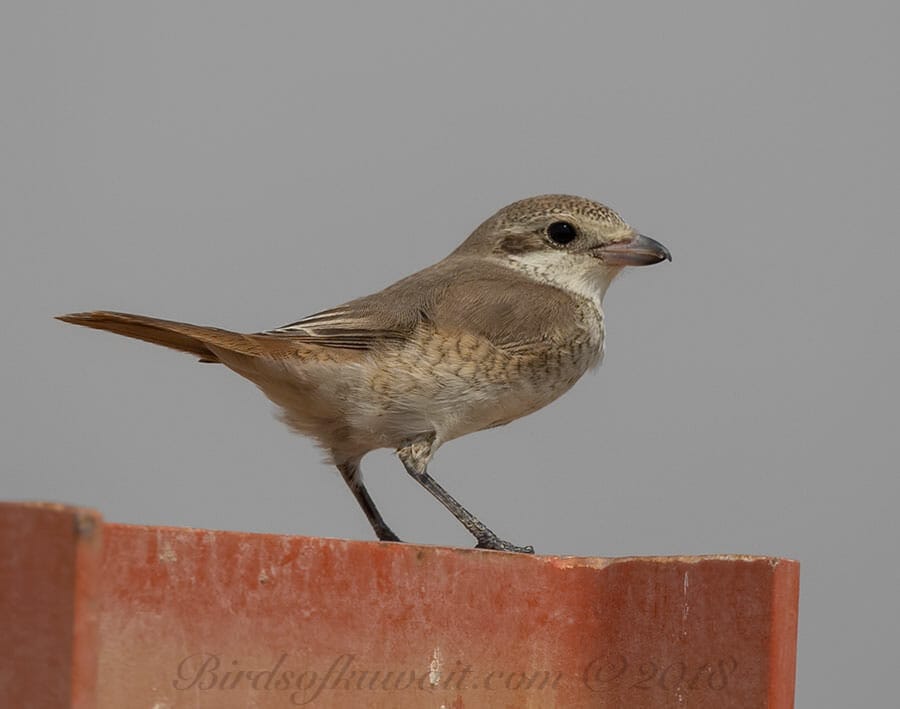 Daurian Shrike Lanius isabellinus 