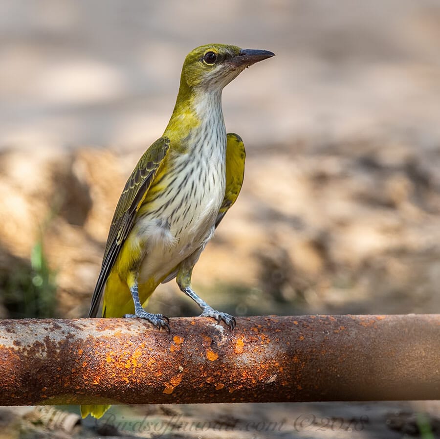 Eurasian Golden perched on a water pipe