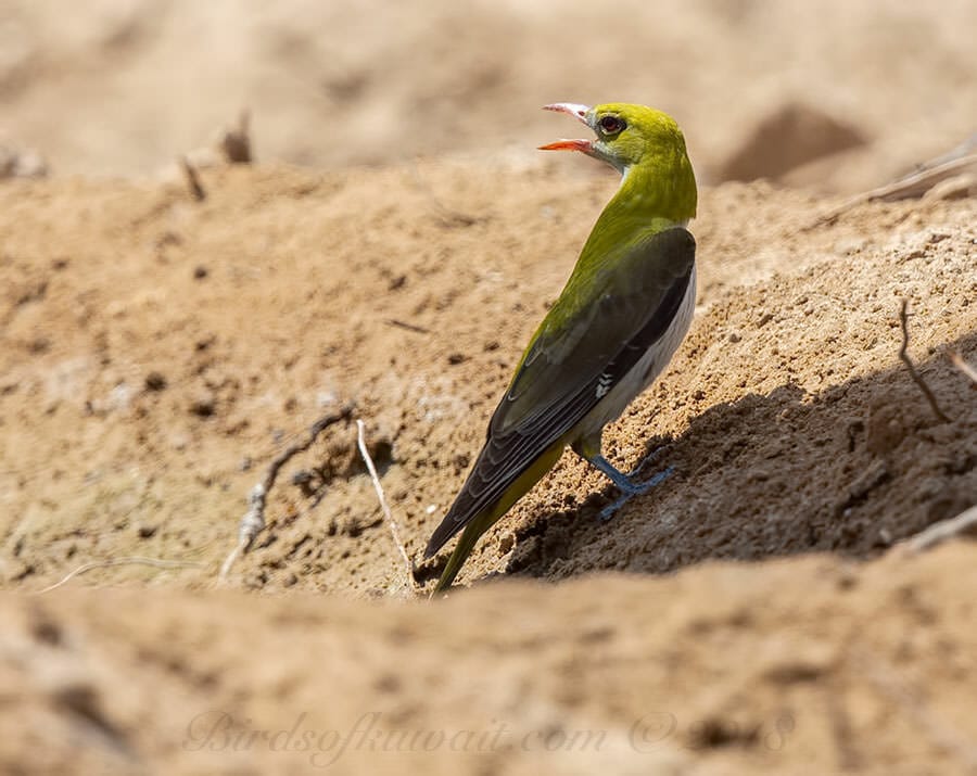 Eurasian Golden Oriole Oriolus oriolus 