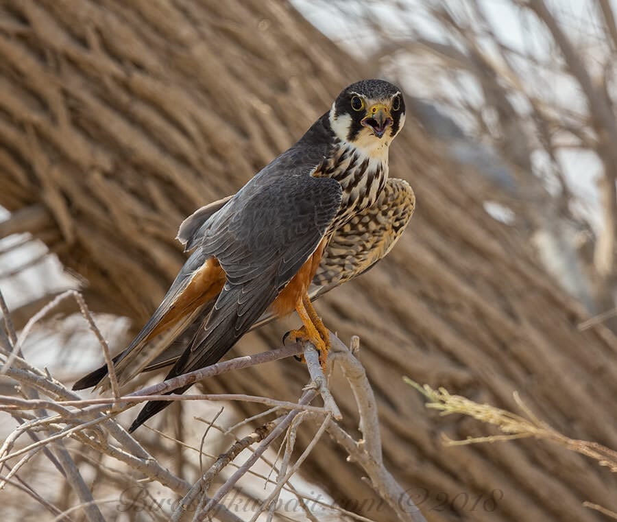 Eurasian Hobby | Birds of Kuwait | Bird Sightings from Kuwait