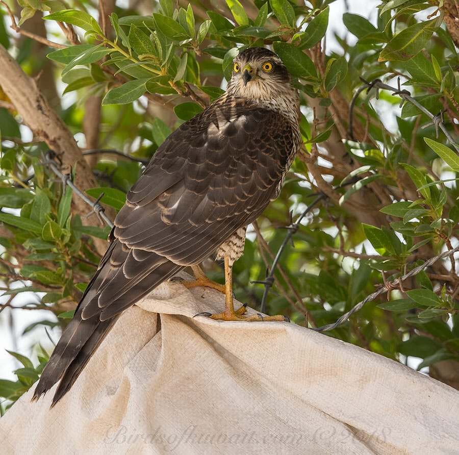 Eurasian Sparrowhawk Accipiter nisus 