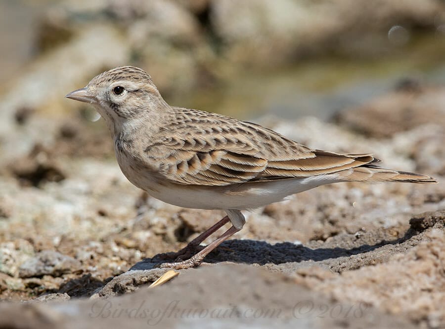 Greater Short-toed Lark Calandrella brachydactyla, another bird