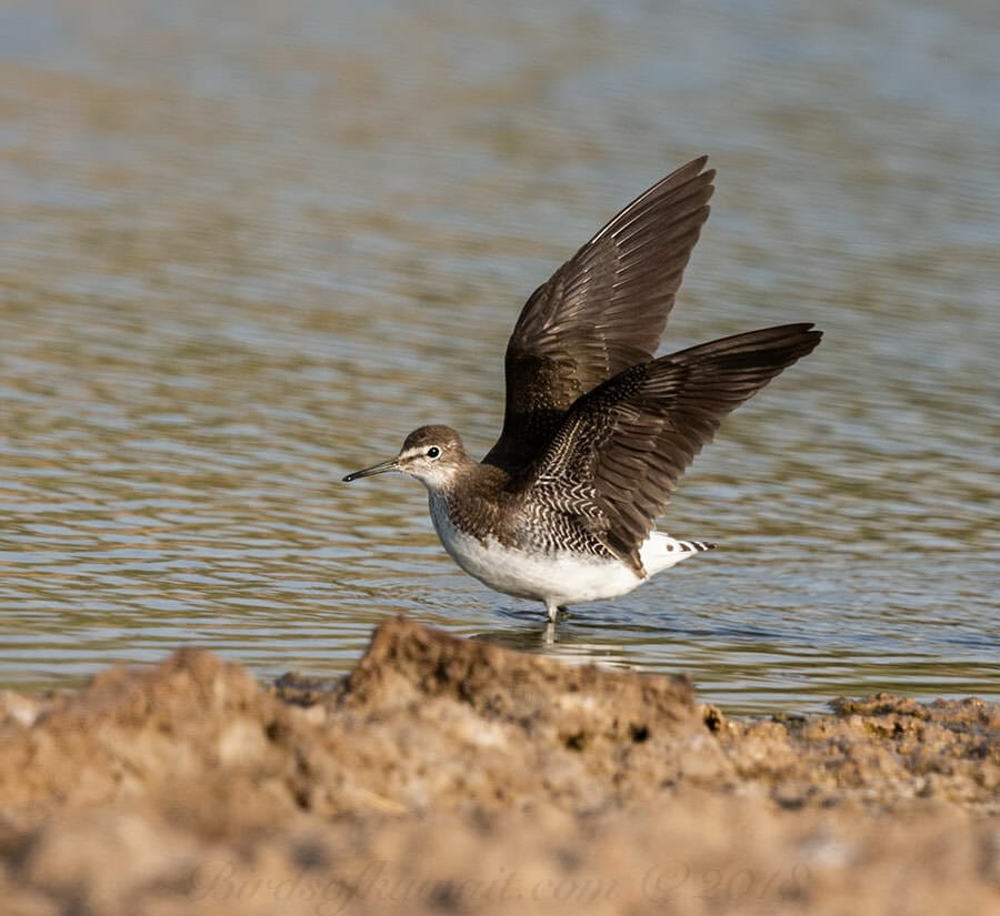 Green Sandpiper with raised wings