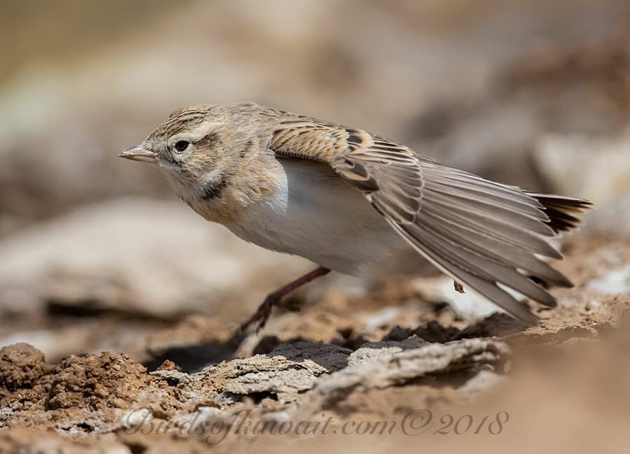 Greater Short-toed Lark Calandrella brachydactyla 