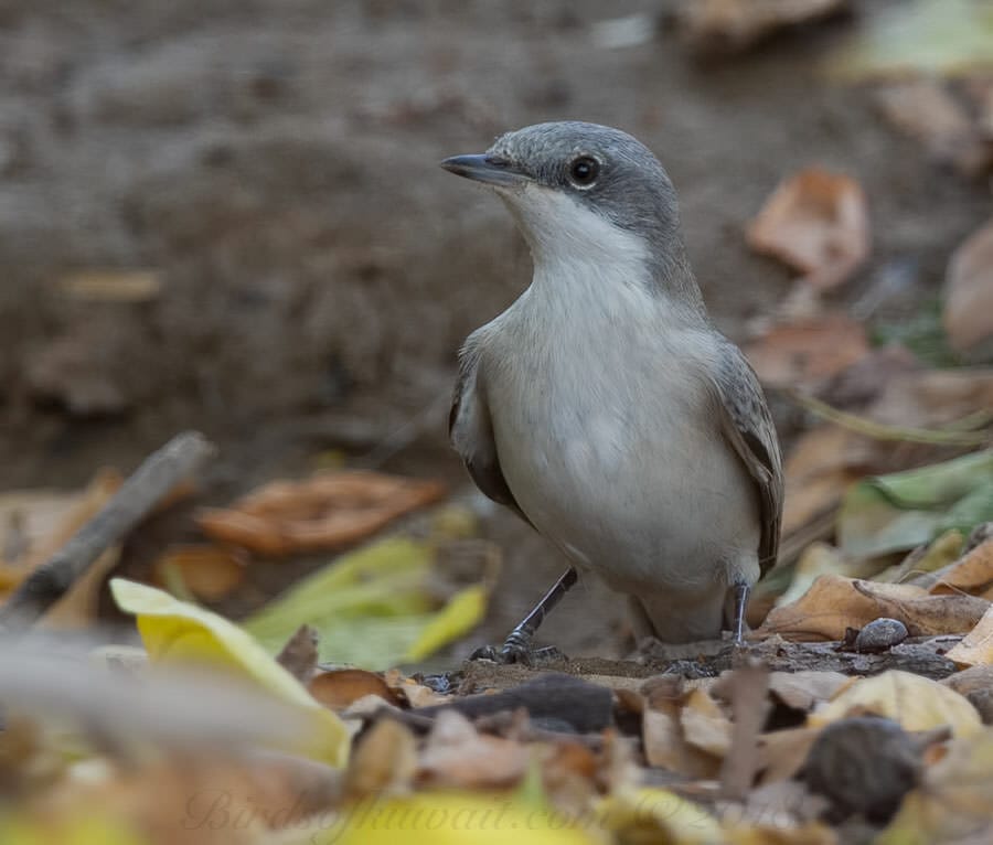 Hume's Whitethroat on ground