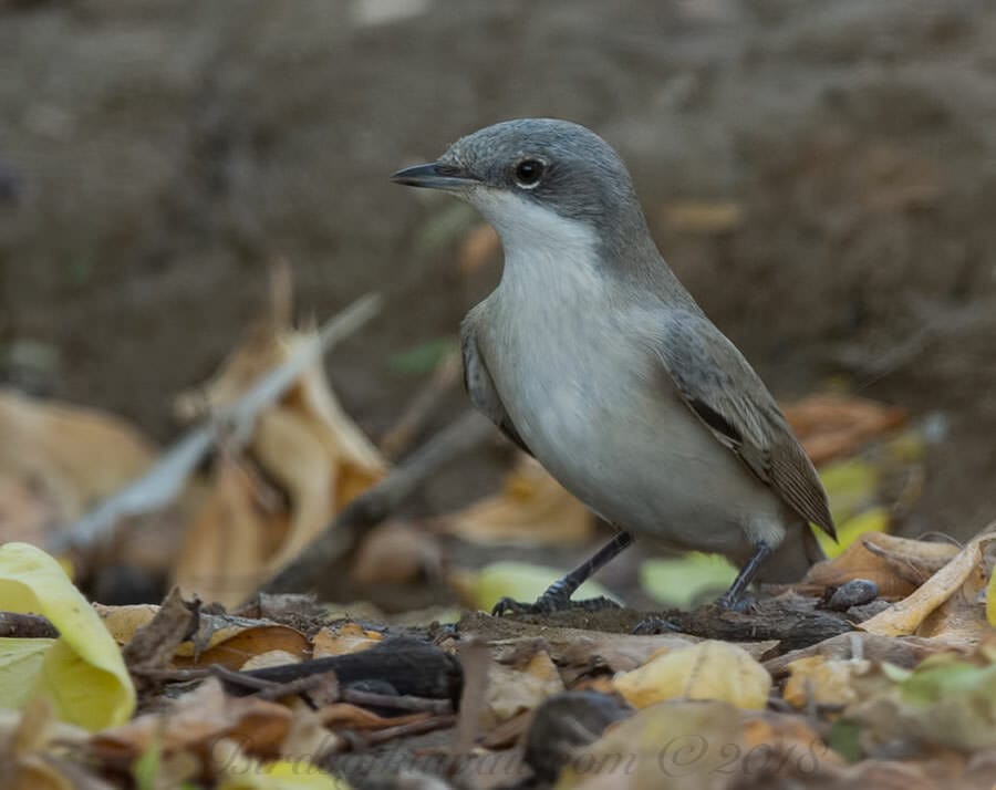 Hume's Whitethroat Sylvia althaea 