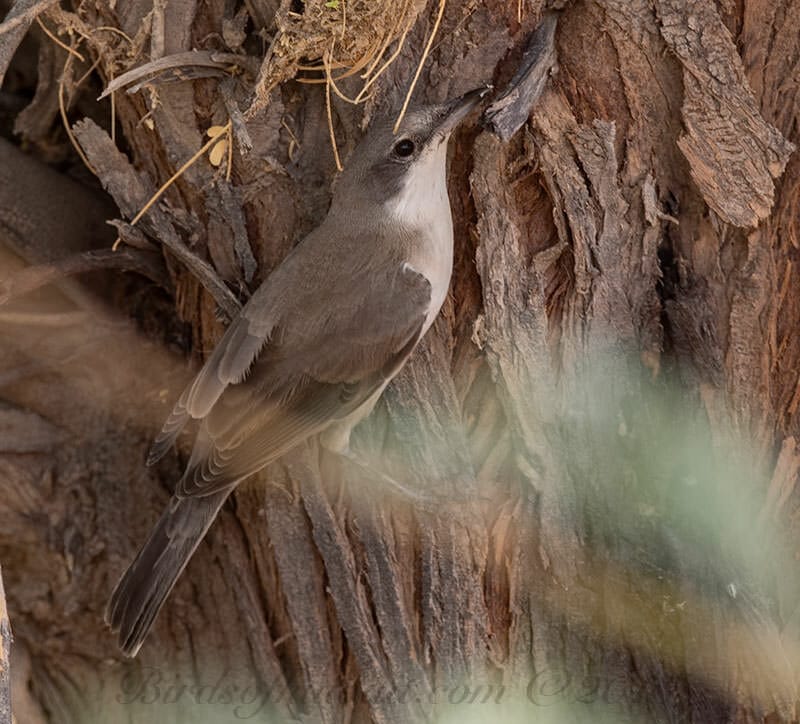 Hume's Whitethroat perched on a trunk of a tree