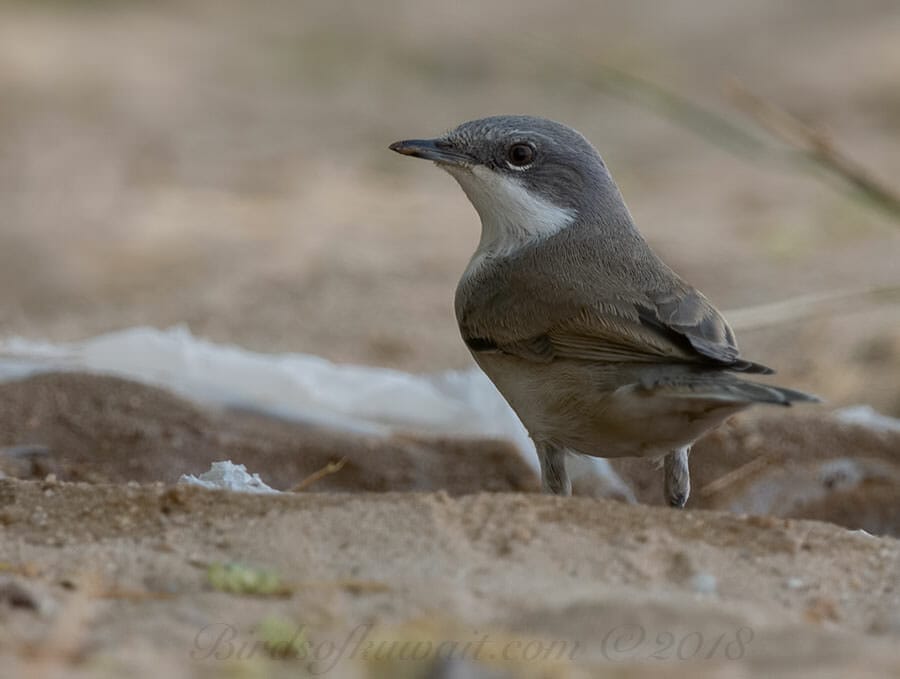 Hume's Whitethroat perched on ground