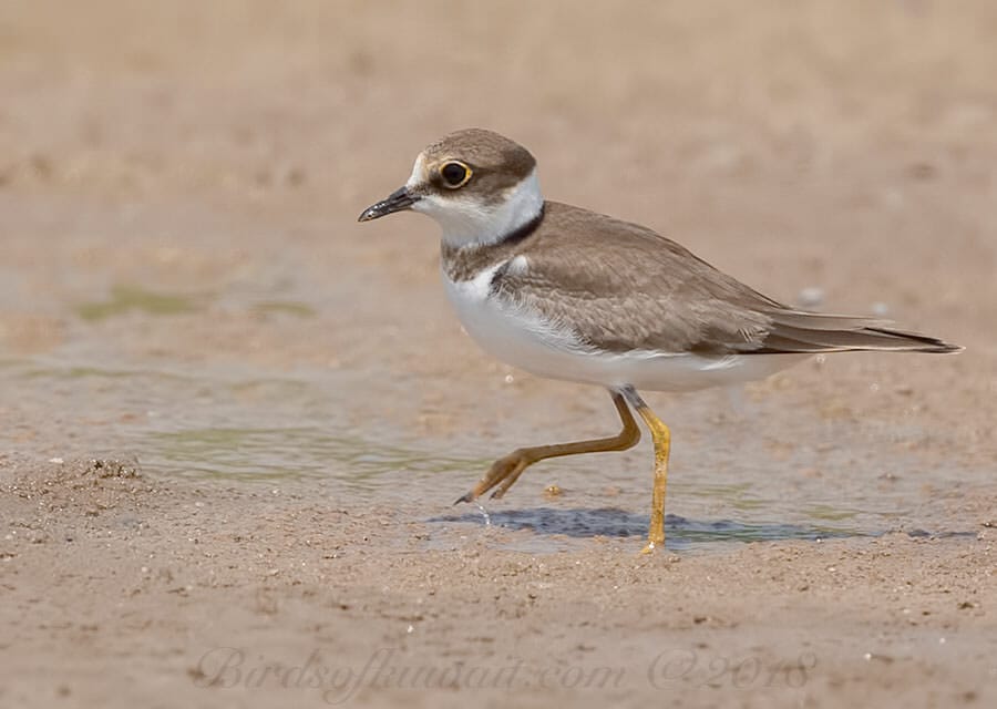 Little Ringed Plover Charadrius dubius 