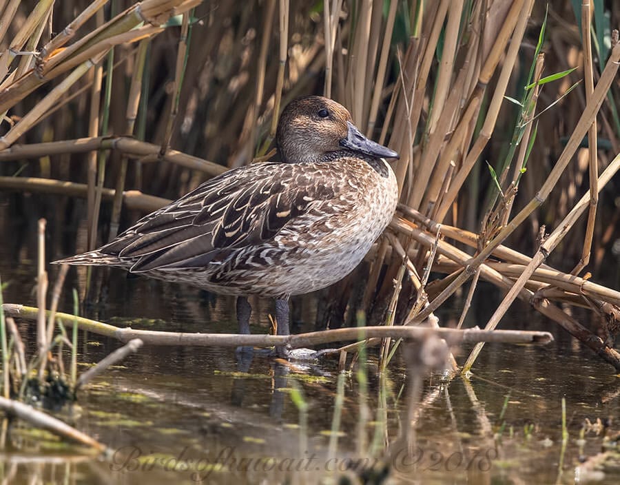 Northern PintailAnas acuta 