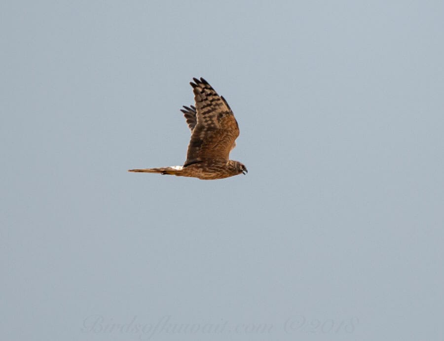 Pallid Harrier Circus macrourus 