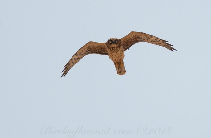 Pallid Harrier Circus macrourus 