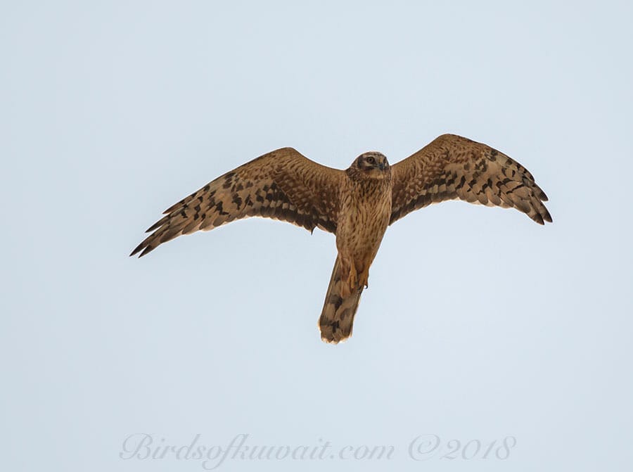 Pallid Harrier Circus macrourus