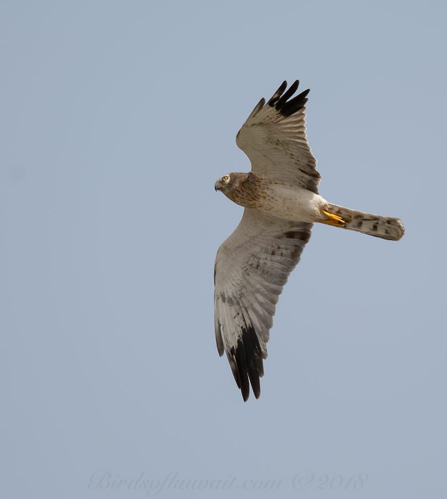 Pallid Harrier Circus macrourus 