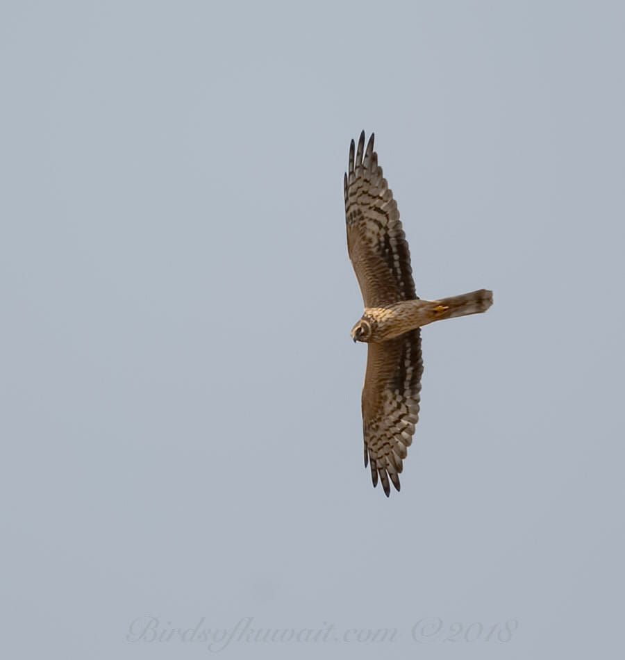 Pallid Harrier Circus macrourus 