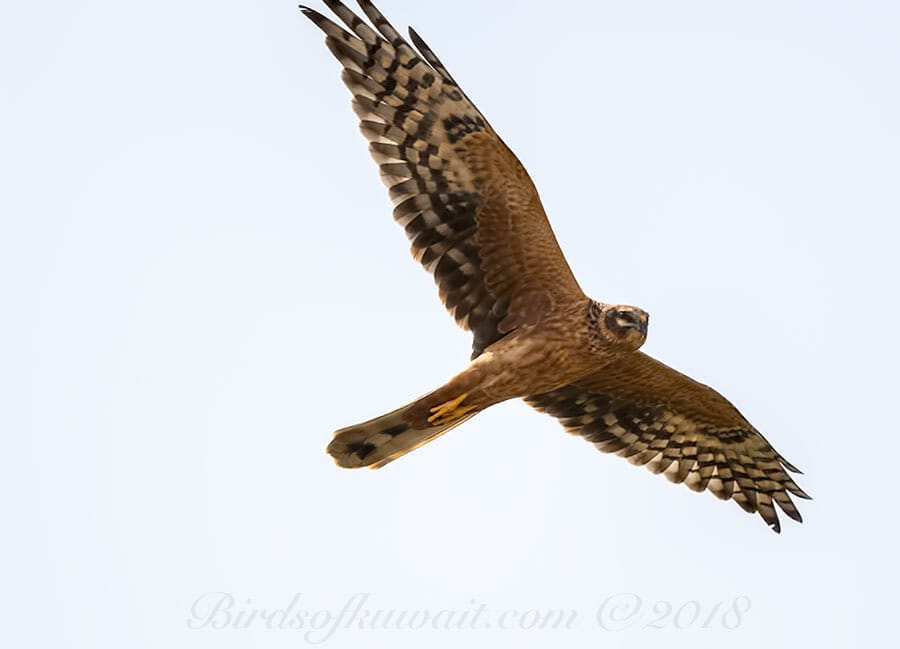 Pallid Harrier Circus macrourus