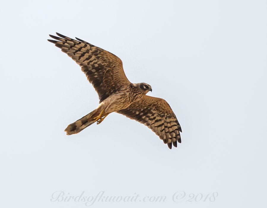 Pallid Harrier Circus macrourus 