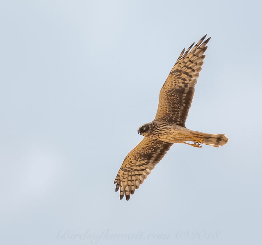 Pallid Harrier Circus macrourus 