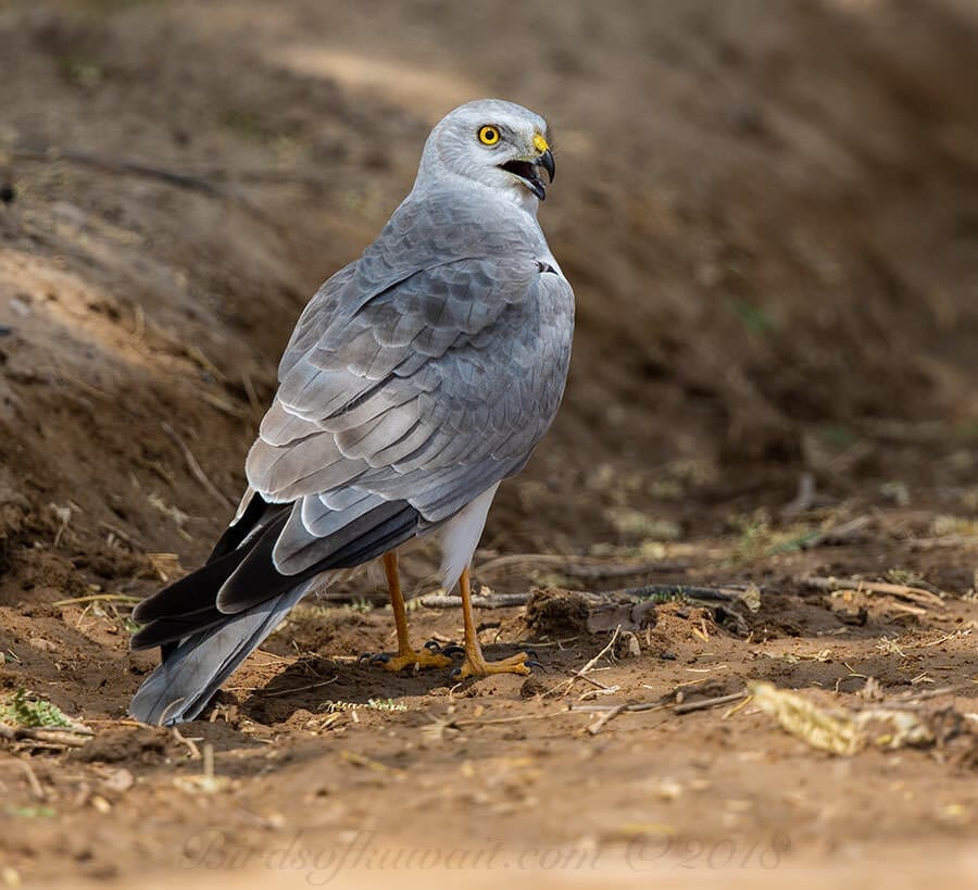 Pallid Harrier Circus macrourus 