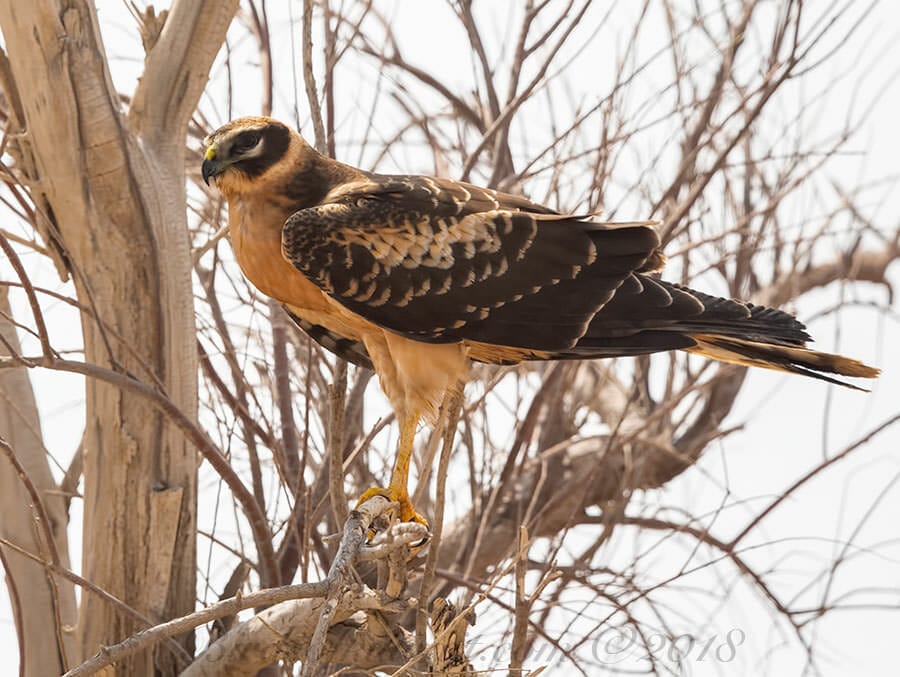 Pallid Harrier Circus macrourus 