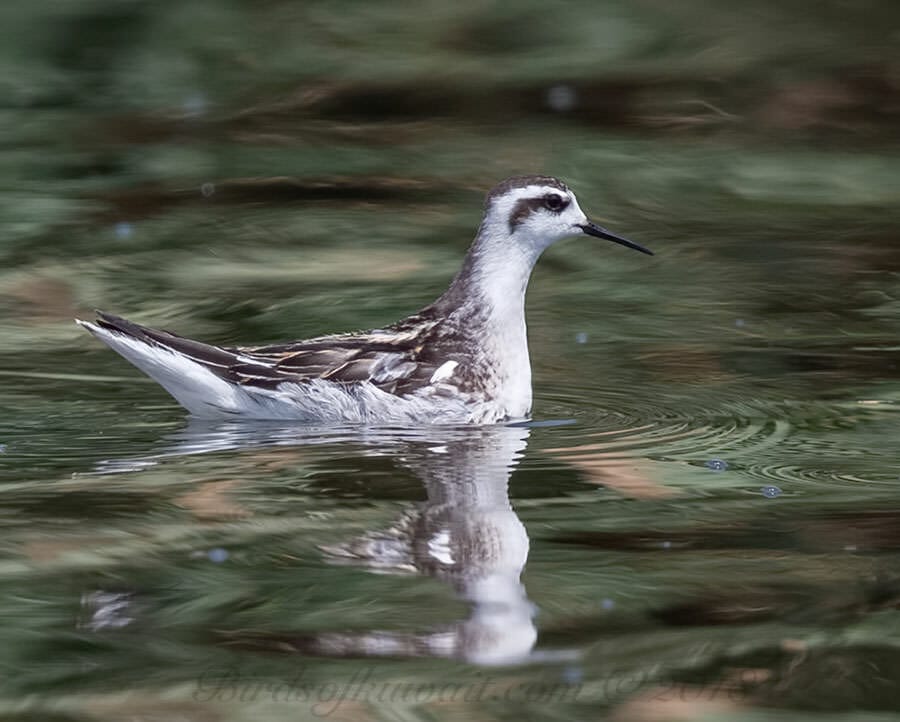 Red-necked Phalarope Phalaropus lobatus