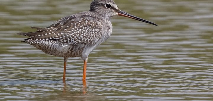 Spotted Redshank standing in water